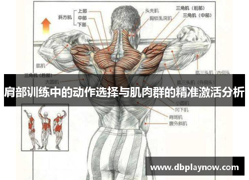 肩部训练中的动作选择与肌肉群的精准激活分析